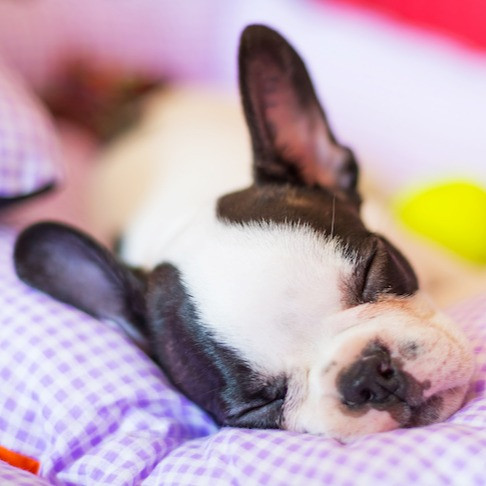 What Every Puppy Owner Needs to Know About Parvo in Puppies