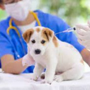 Puppy Vaccinations: When to Get Them and Why