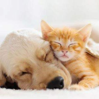 10 Dog Breeds That Get Along Well With Cats